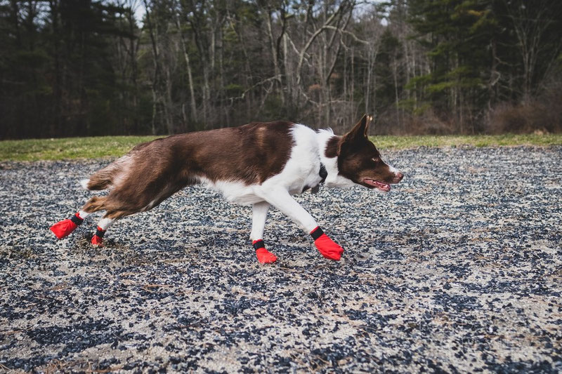 Do dogs need booties best sale