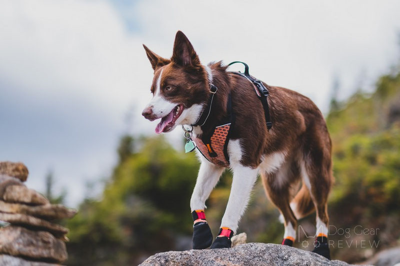 do dogs need boots in the summer