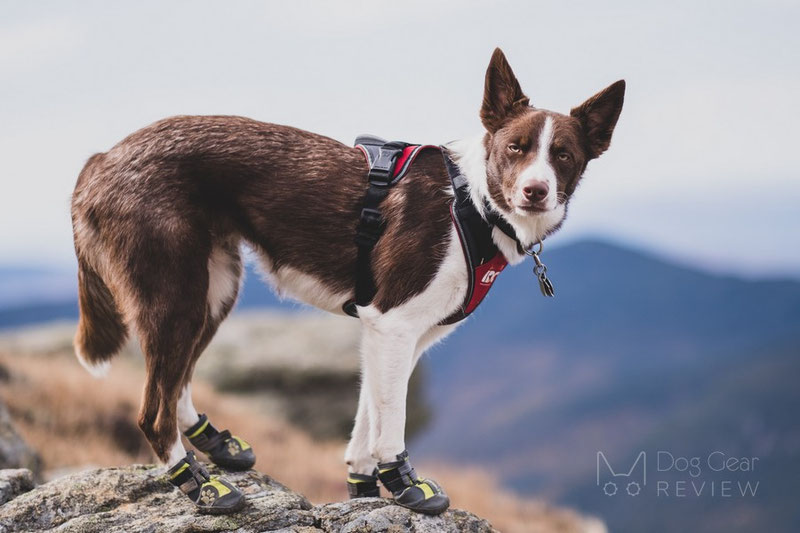 Dogs walking 2024 in boots