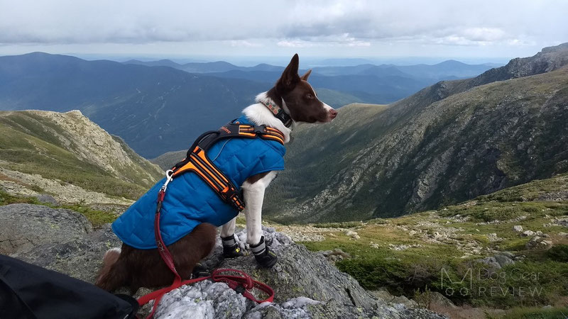 Does my dog need boots for summer hikes? | Dog Gear Review