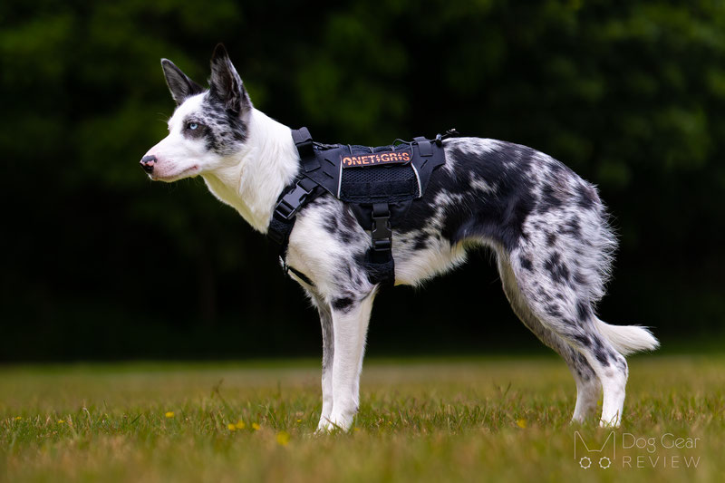 Best Dog Harnesses for Summer Hikes | Dog Gear Review