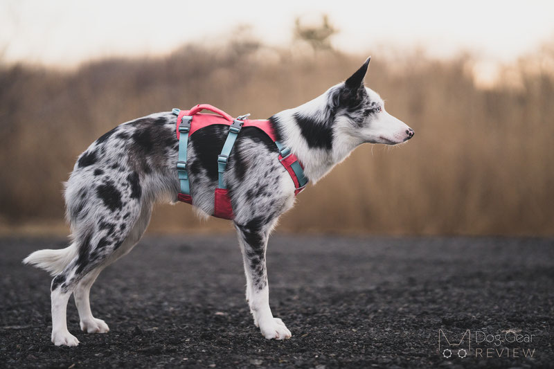 Dog hiking outlet harness