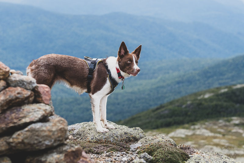 Great 2024 hiking dogs