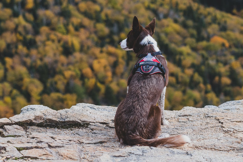 Lightweight dog clearance harness for summer