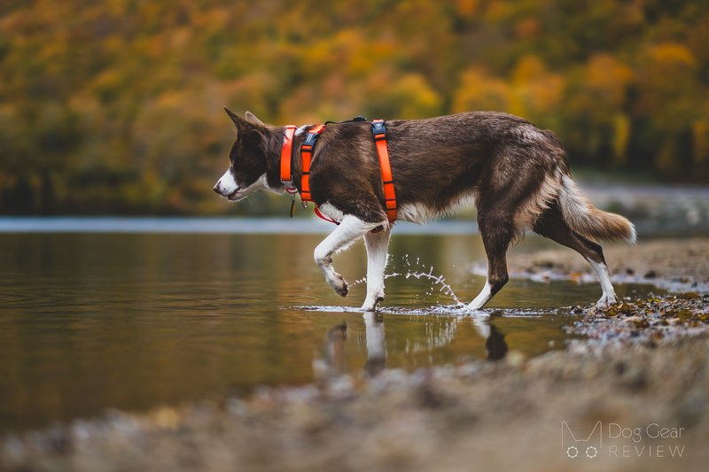 Best dog harness for hot sale hiking