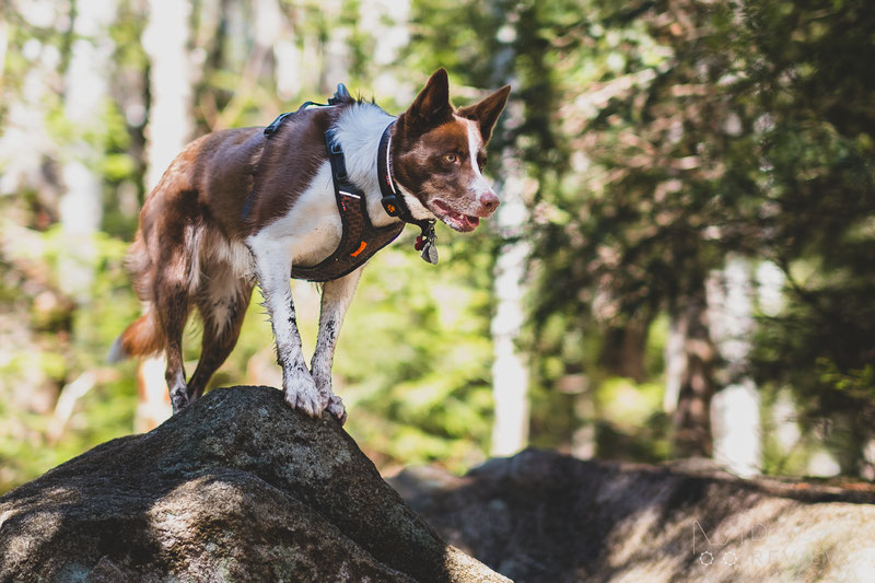 Dog harnesses deals for hiking