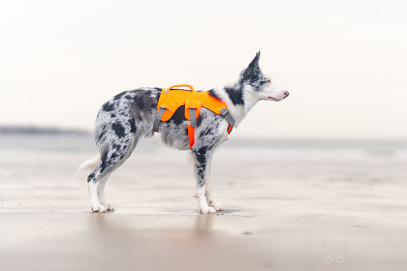 Three-Strap Dog Harness Fitting Guide | Dog Gear Review
