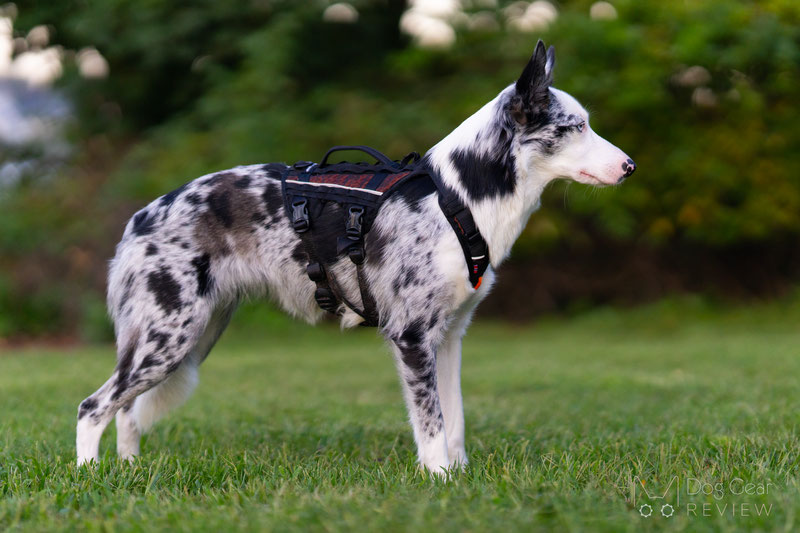 Three-Strap Dog Harness Fitting Guide | Dog Gear Review