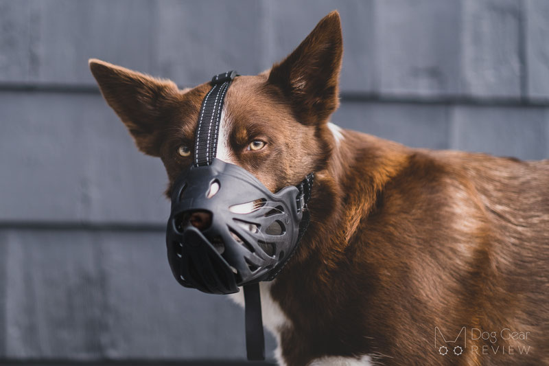 Three Innovative Training Muzzles | Dog Gear Review