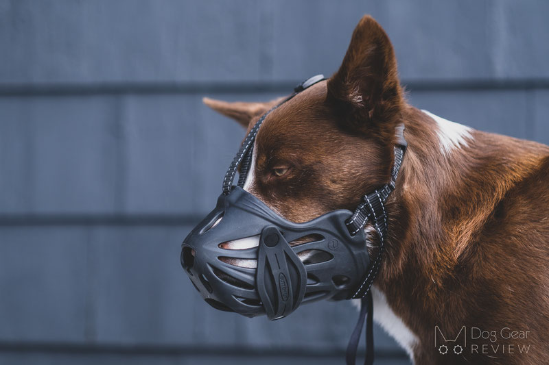 Vicious dog clearance muzzle