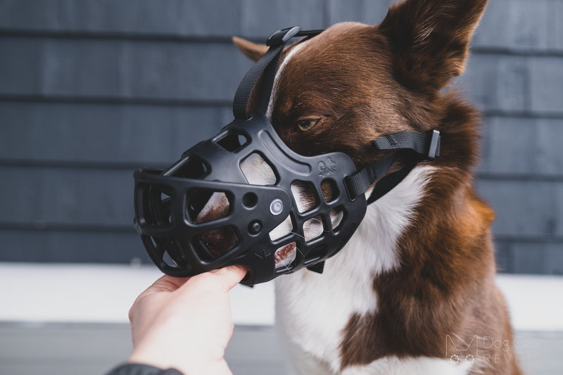 Three Innovative Training Muzzles | Dog Gear Review