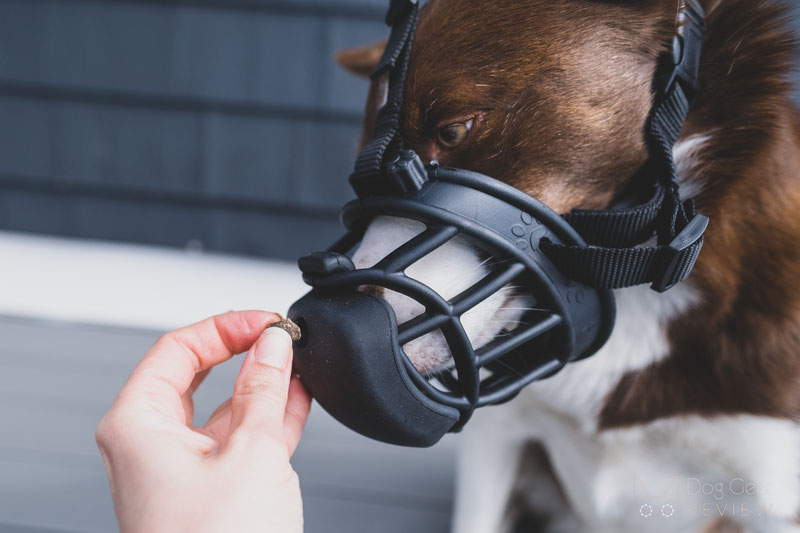 Three Innovative Training Muzzles | Dog Gear Review