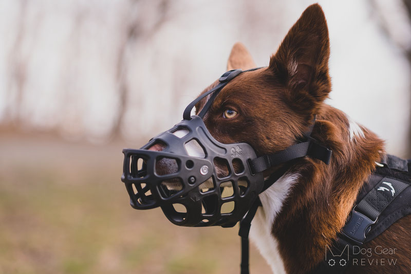 Three Innovative Training Muzzles | Dog Gear Review