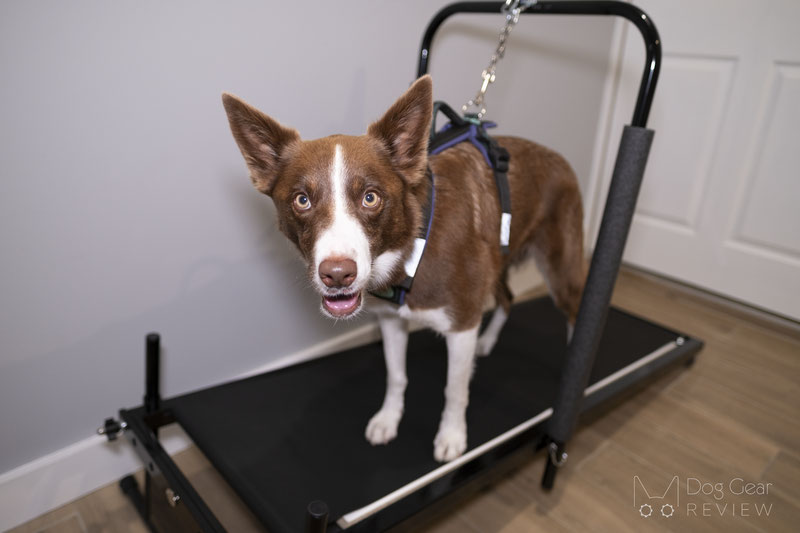 Dog Treadmill - Why would a dog need a treadmill? | Dog Gear Review
