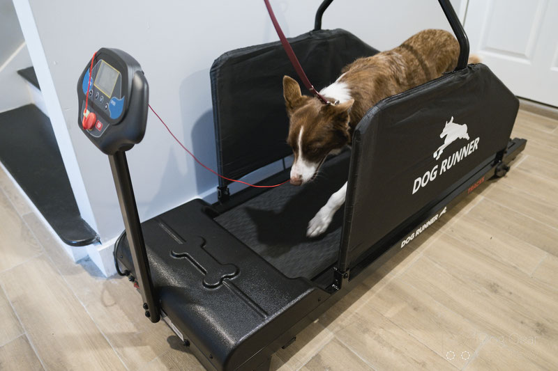 Dog Treadmill - Why would a dog need a treadmill?