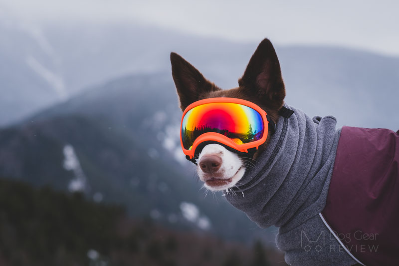 why should dogs wear goggles