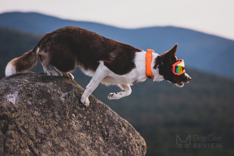 Why would a dog need goggles? | Dog Gear Review