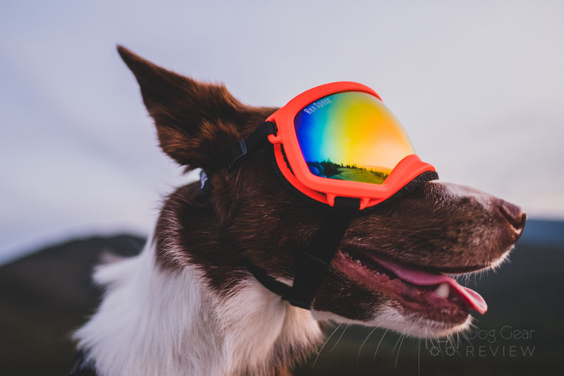 why should dogs wear goggles