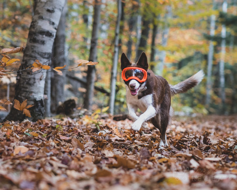 Why would a dog need goggles? | Dog Gear Review