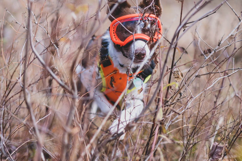 Why would a dog need goggles? | Dog Gear Review