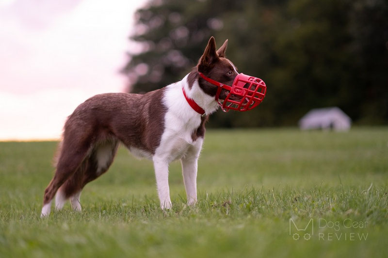 To Muzzle or Not to Muzzle | Dog Gear Review