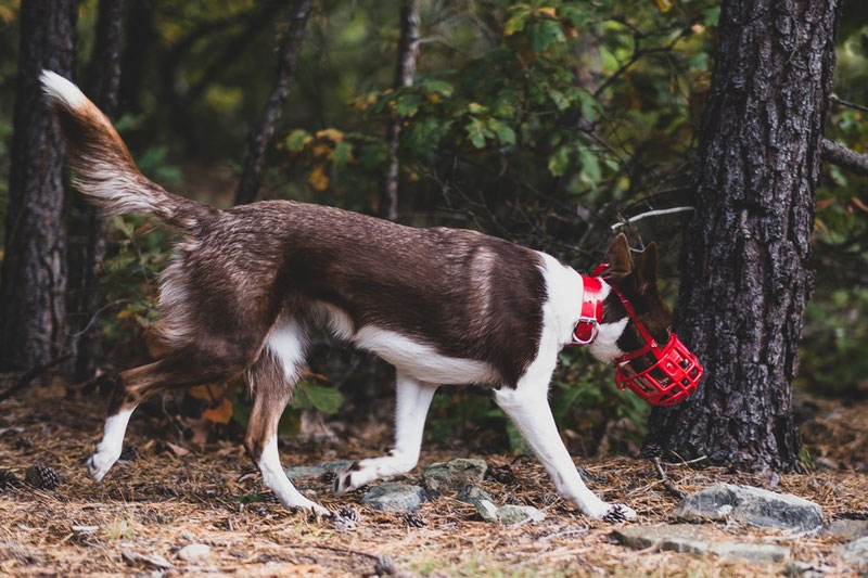 To Muzzle or Not to Muzzle | Dog Gear Review