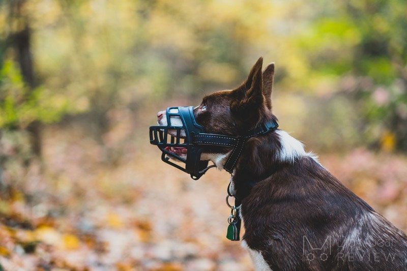 Muzzle for 2024 puppy eating rocks