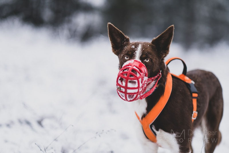 Muzzling a clearance dog