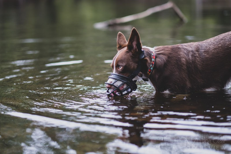 To Muzzle or Not to Muzzle | Dog Gear Review