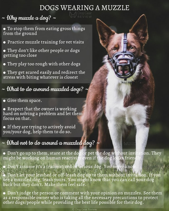 To Muzzle or Not to Muzzle | Dog Gear Review