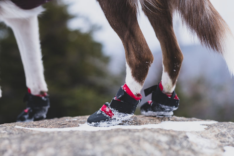 Does my dog need winter boots? How to choose one? | Dog Gear Review