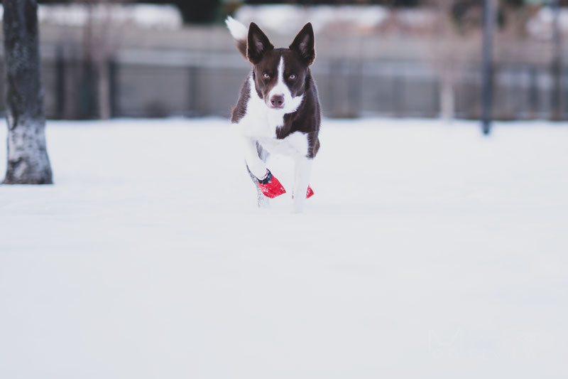 do dogs need boots in the cold