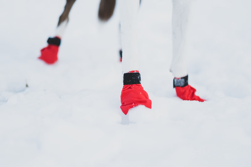 Does my dog need winter boots? How to choose one? | Dog Gear Review