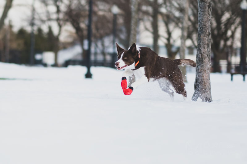 are dog boots really necessary during winter