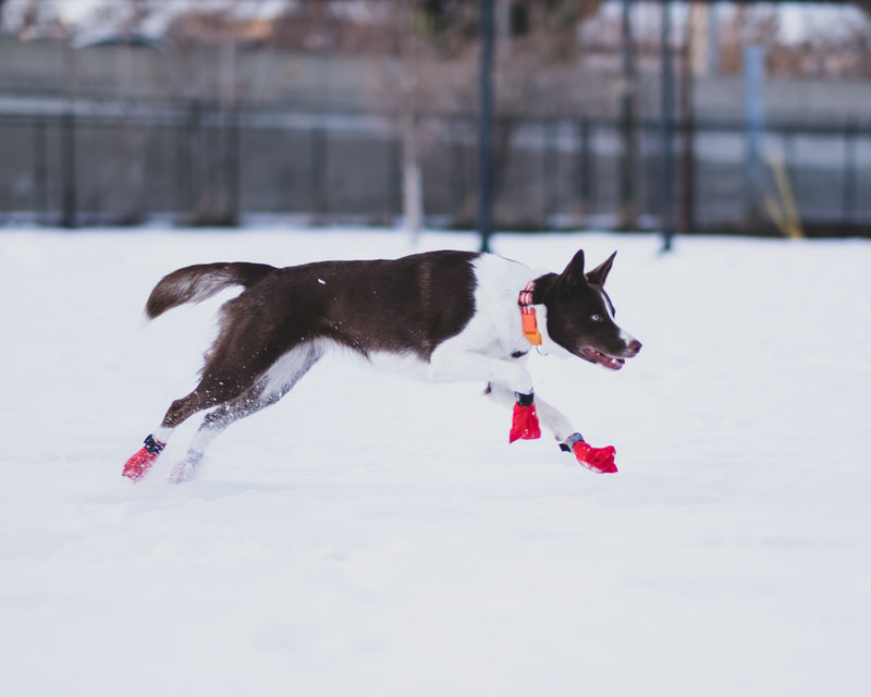 Dog wearing snow shoes hotsell