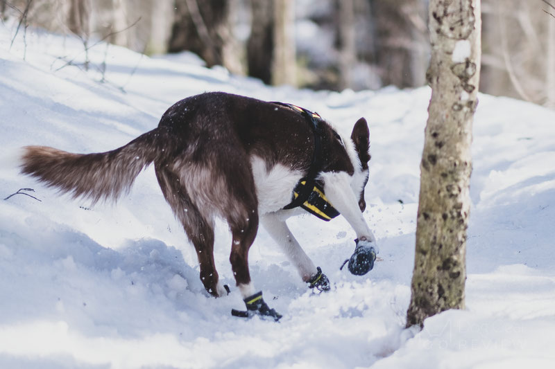 do dogs need boots in the cold