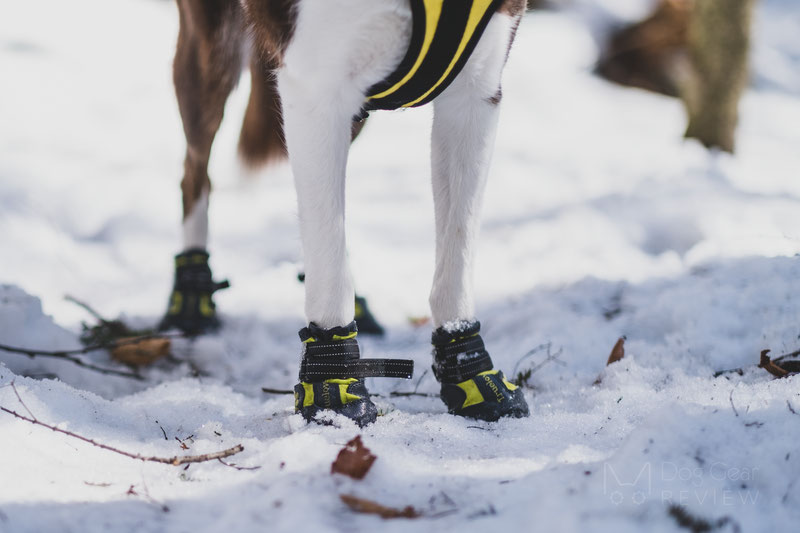 Puppy boots shop for winter