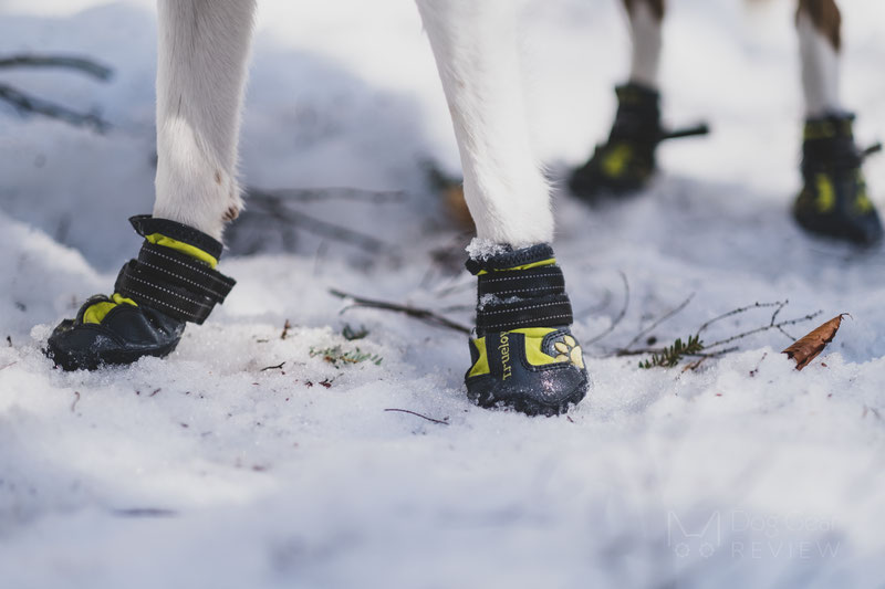 are dog boots really necessary during winter