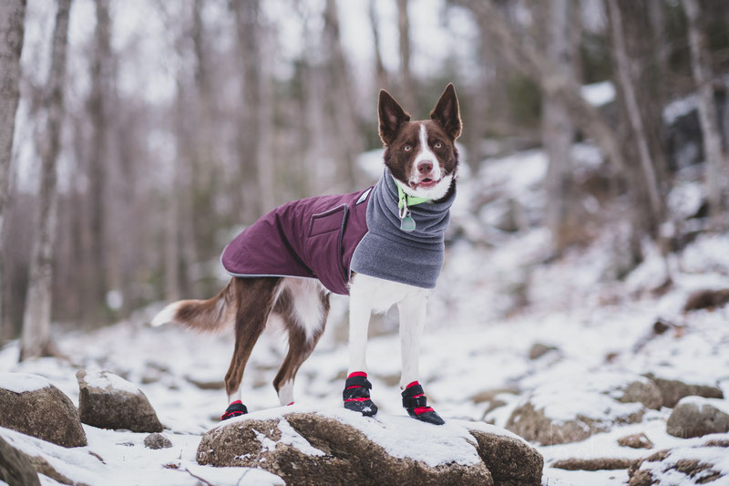 Does my dog need winter boots? How to choose one? | Dog Gear Review