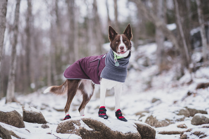 Dog in outlet snow boots