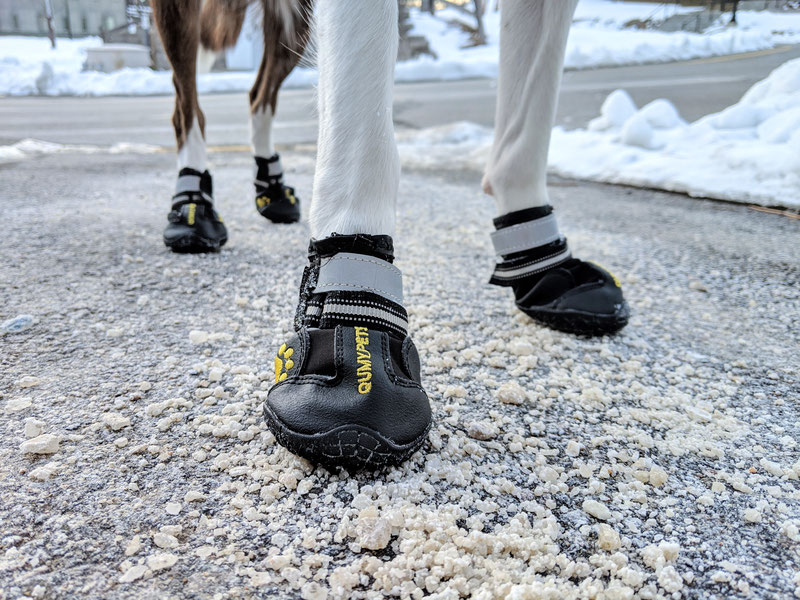 How to Train Your Dog to Wear Dog Boots for Winter