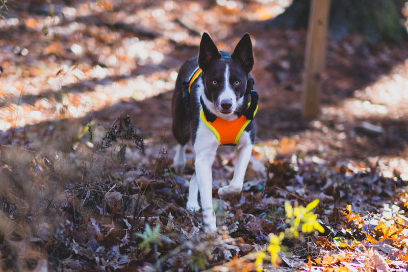 How to Choose a Well-Fitting Y-Harness for Your Dog | Dog Gear Review