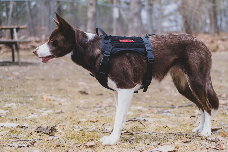 Custom fit dog store harness