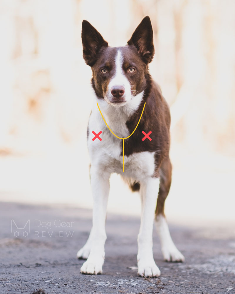 How to Choose a Well-Fitting Y-Harness for Your Dog | Dog Gear Review