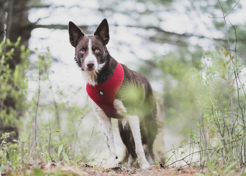 Truelove TLH1911 Mesh Harness Review | Dog Gear Review