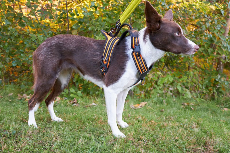 Truelove TLH5551 Harness Review | Dog Gear Review