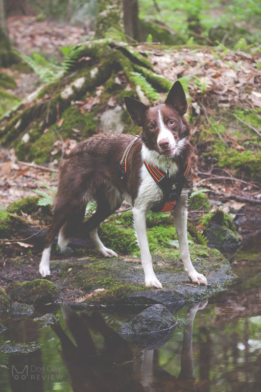 Truelove TLH5551 Harness Review | Dog Gear Review