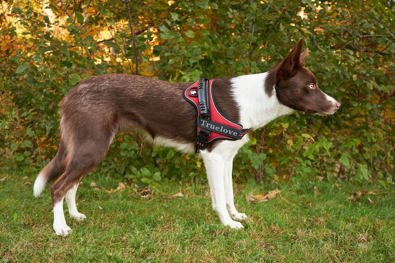 Truelove TLH5753 Harness Review | Dog Gear Review