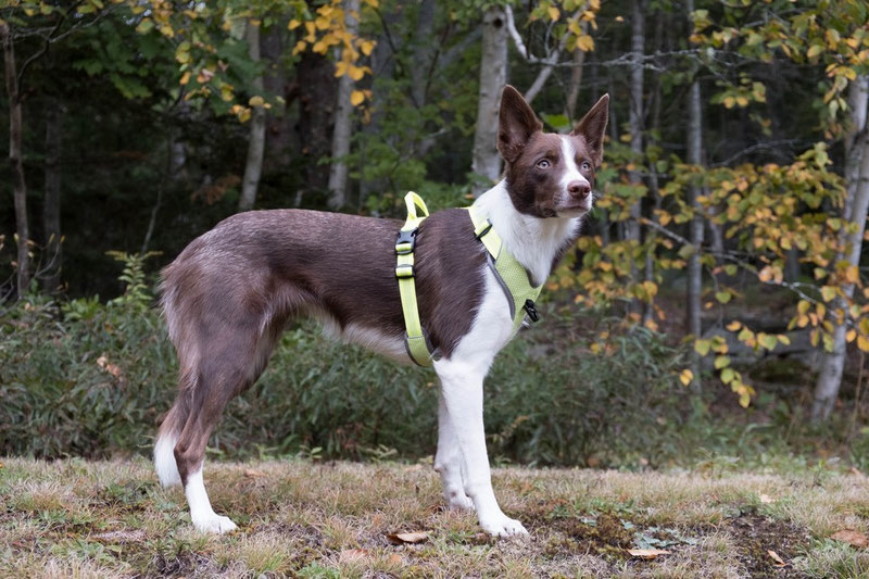Truelove TLH6071 Harness Review | Dog Gear Review