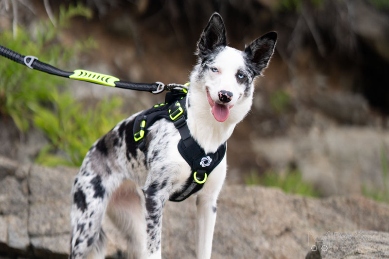ACD Performance Dog Harness Review | Dog Gear Review